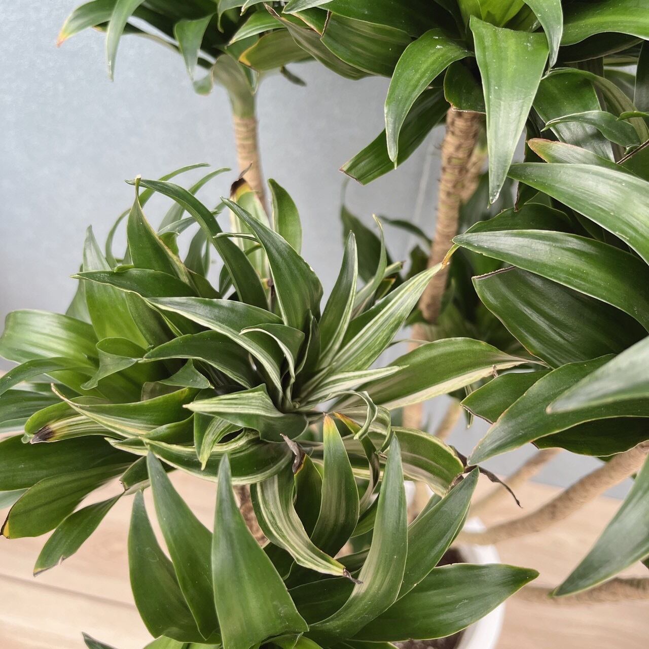 ［現品］☆一部斑入☆ 17番　ドラセナ　コンパクタ　８号　観葉植物　室内　大型 現品］☆一部斑入☆ 17番 ドラセナ コンパクタ 8号 観葉植物 室内