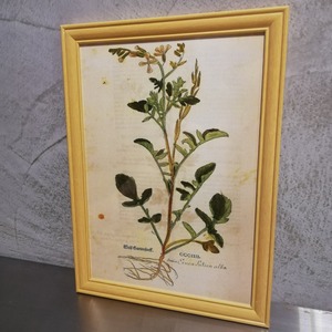 【アートフレーム】博物画：ルッコラ