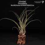 【送料無料】balbisiana × streptophylla〔エアプランツ〕現品発送T3408