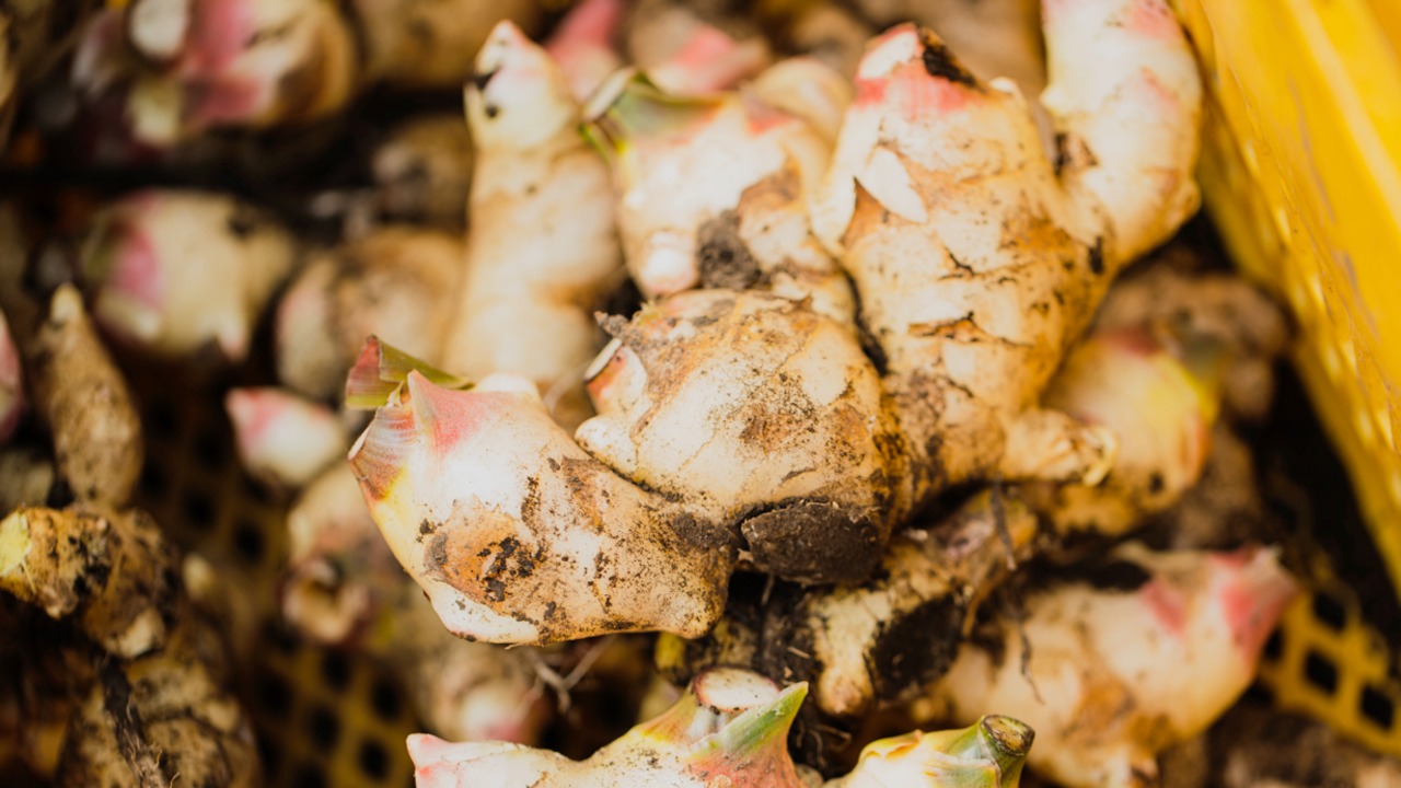 【生姜レシピ付き】【熟成大生姜】島原百年生姜®　3kg