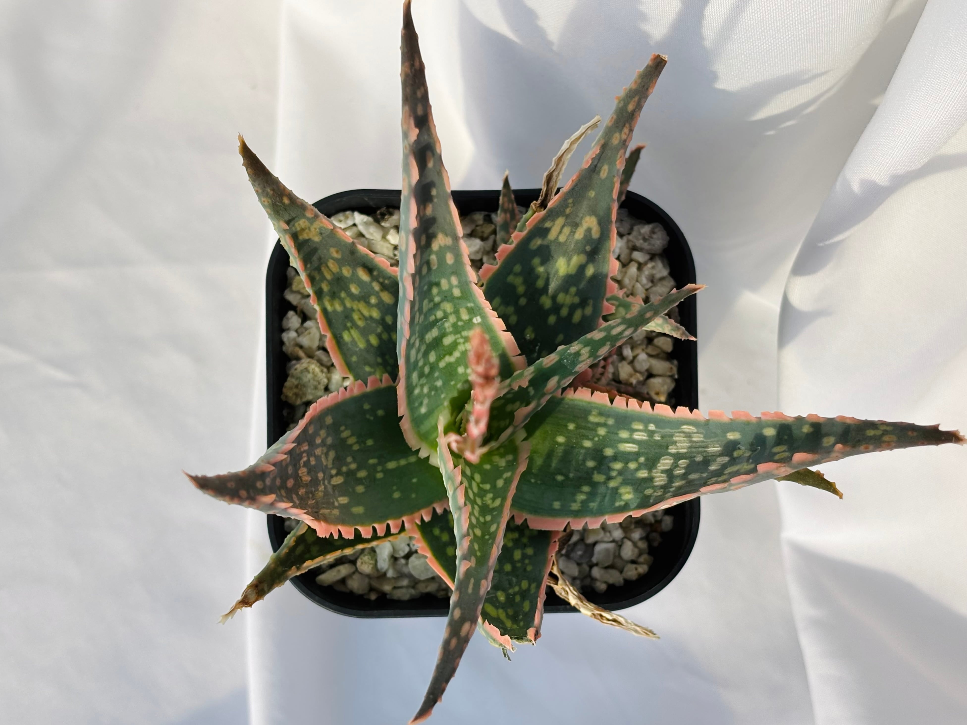 Aloe hybrid アロエ ハイブリッド 多肉植物 | plants MARU ーサボテン