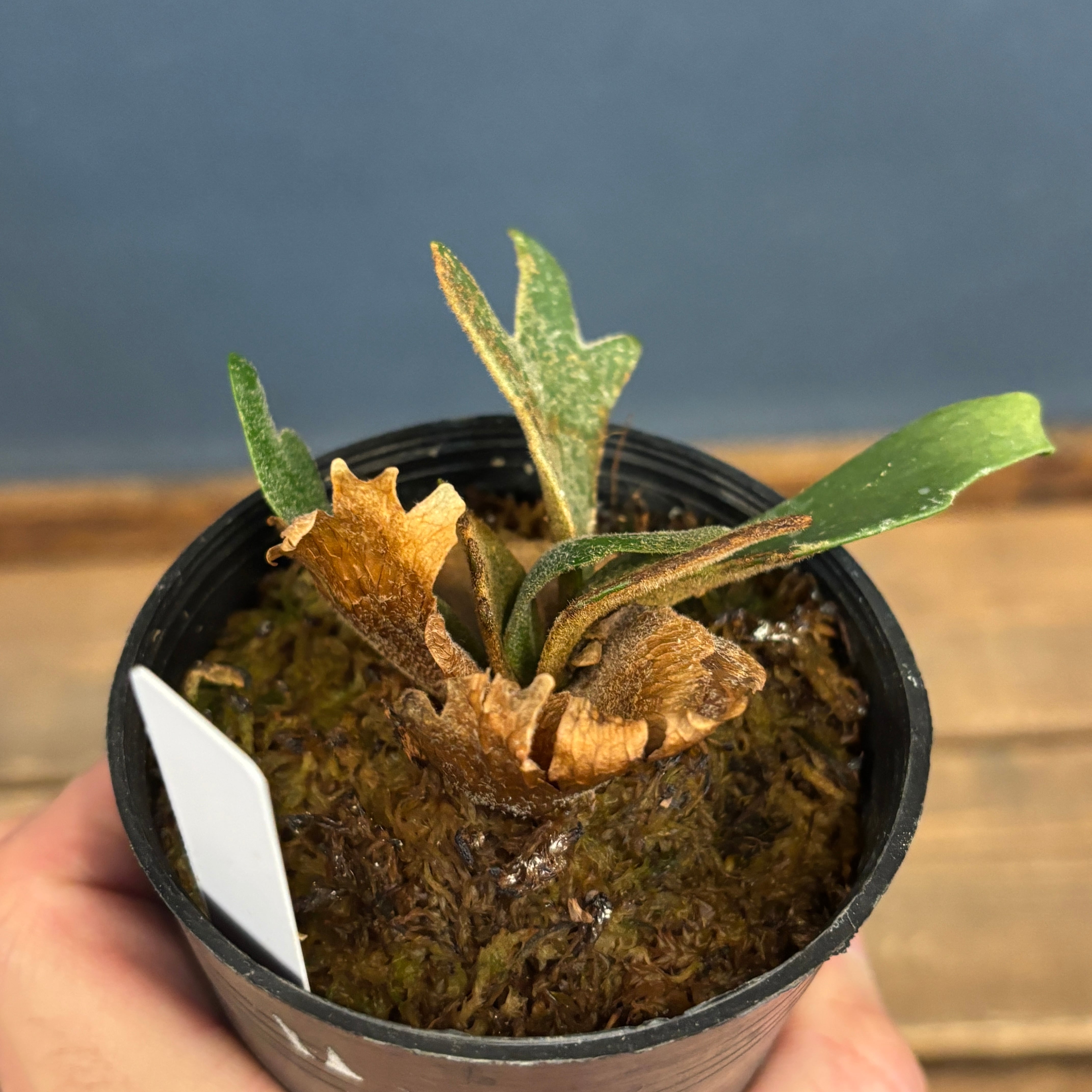 クリアランス】ビカクシダ ジェイドガール P. willinckii 'Jade Girl