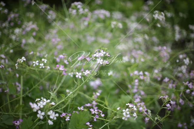 116 大根の花