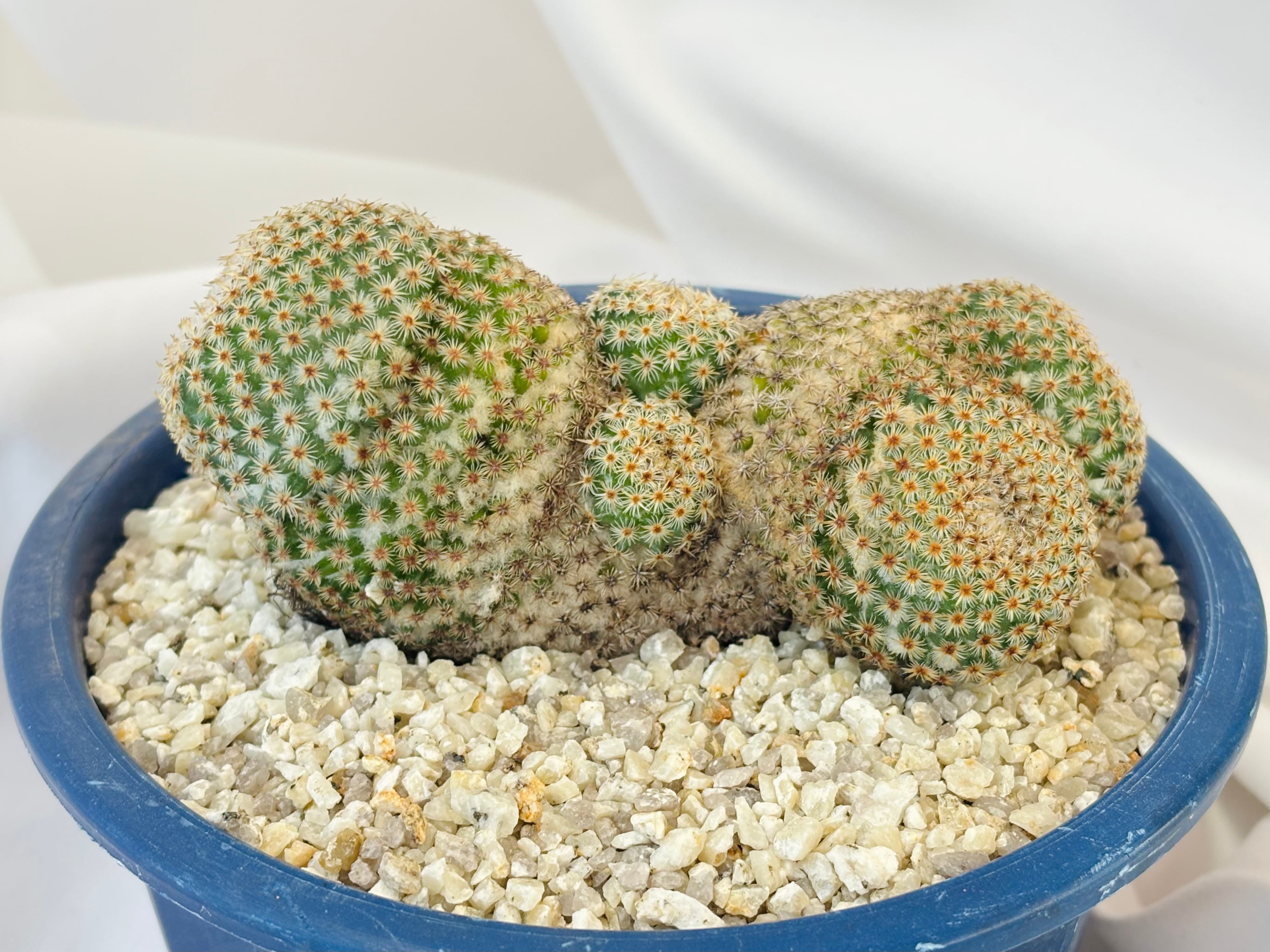 ご注文品 | plants MARU ーサボテン・多肉植物のお店ー