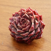 カット苗 ヘザー Echeveria 'Heather'