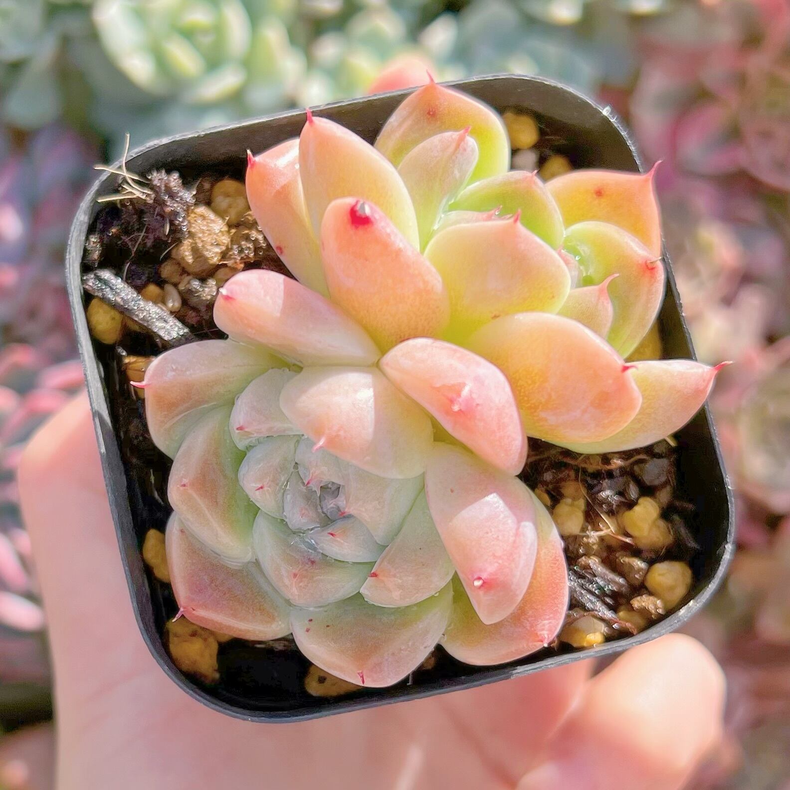 現品　アルバビューティーxルビン#1119　るる農園