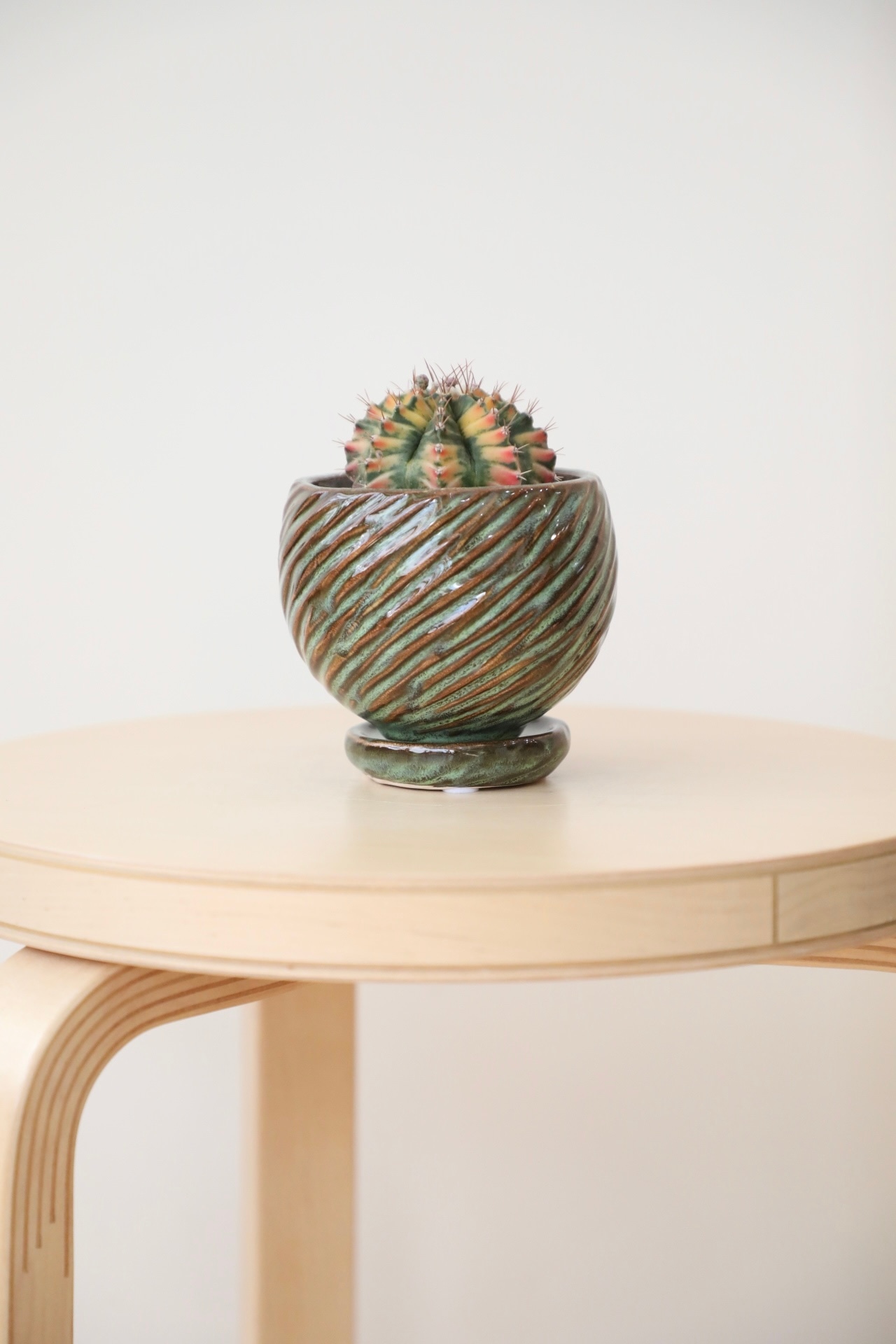 【希少】【S】ギムノカリキウム ミハノビッチ 緋牡丹錦/Gymnocalycium mihanovichii