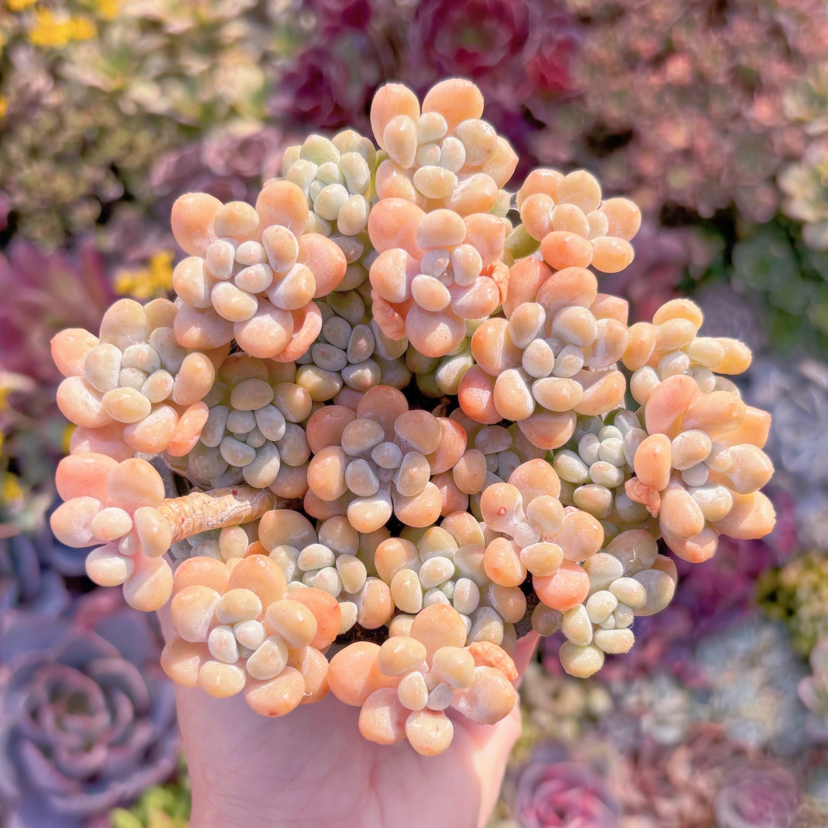 現品　キャビア#826　大群生　新入荷　るる農園