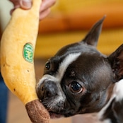 Plush Toy Banana