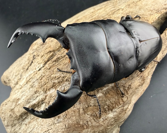 《スマトラオオヒラタ クロブスター血統  85mm ペア》