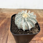 Geohintonia mexicana【ゲオヒントニア・メキシカーナ】
