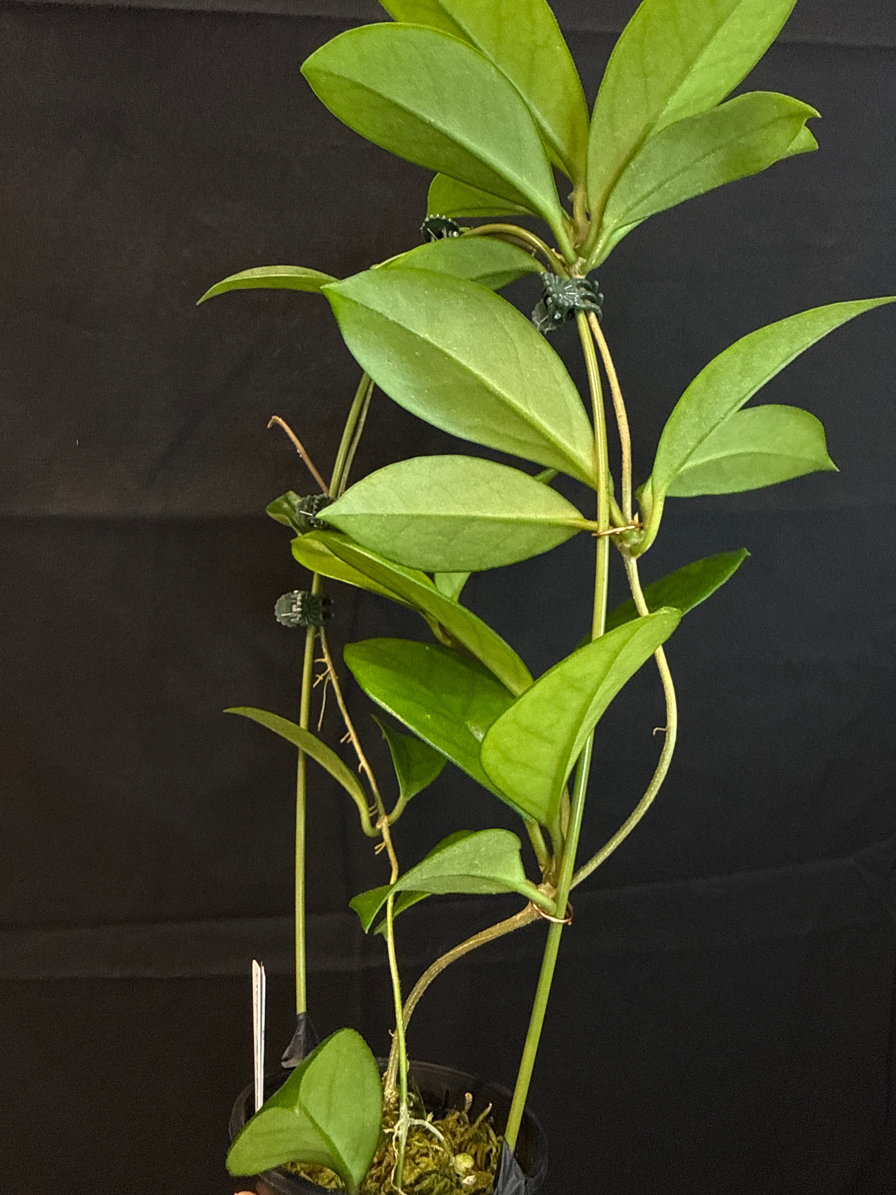 10. ホヤ 屋久島自生サクララン 実生株 | Gardenえん 【観葉熱帯植物】
