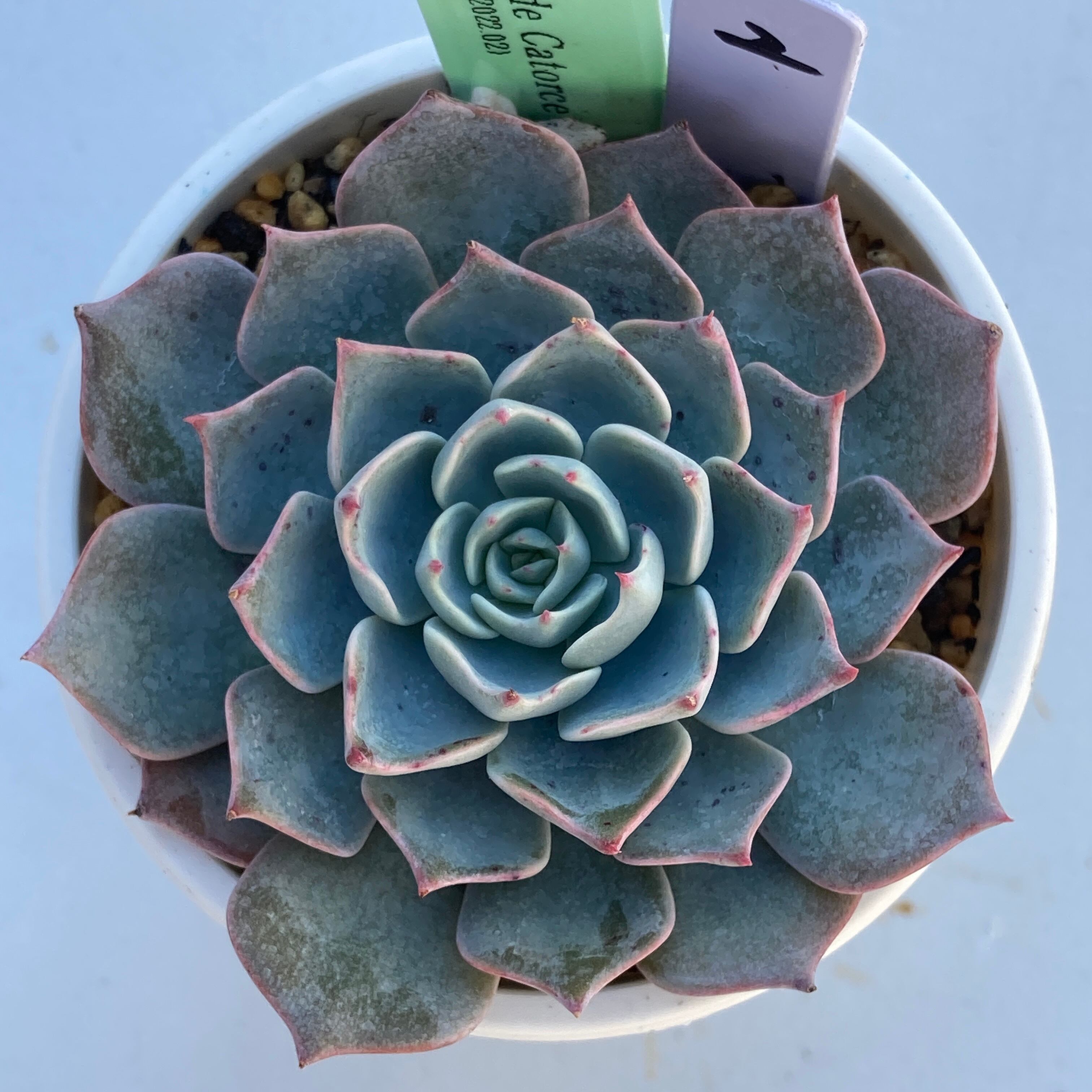 現物商品】ECHEVERIA sp Real de Catorce ② 実生苗 | 多肉植物研究所