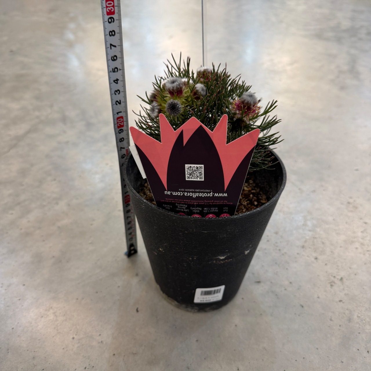 セルリア ラズベリーバースト【1004】