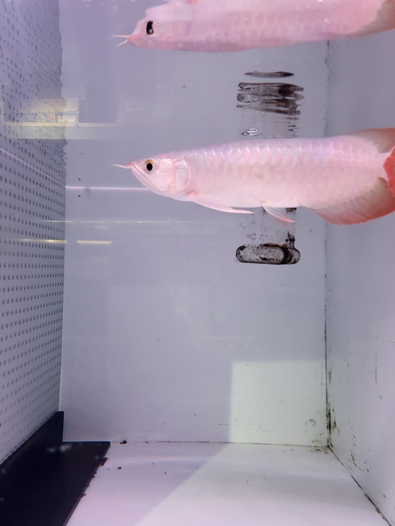 RED　RONIN　幼魚