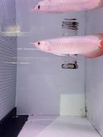 RED　RONIN　幼魚