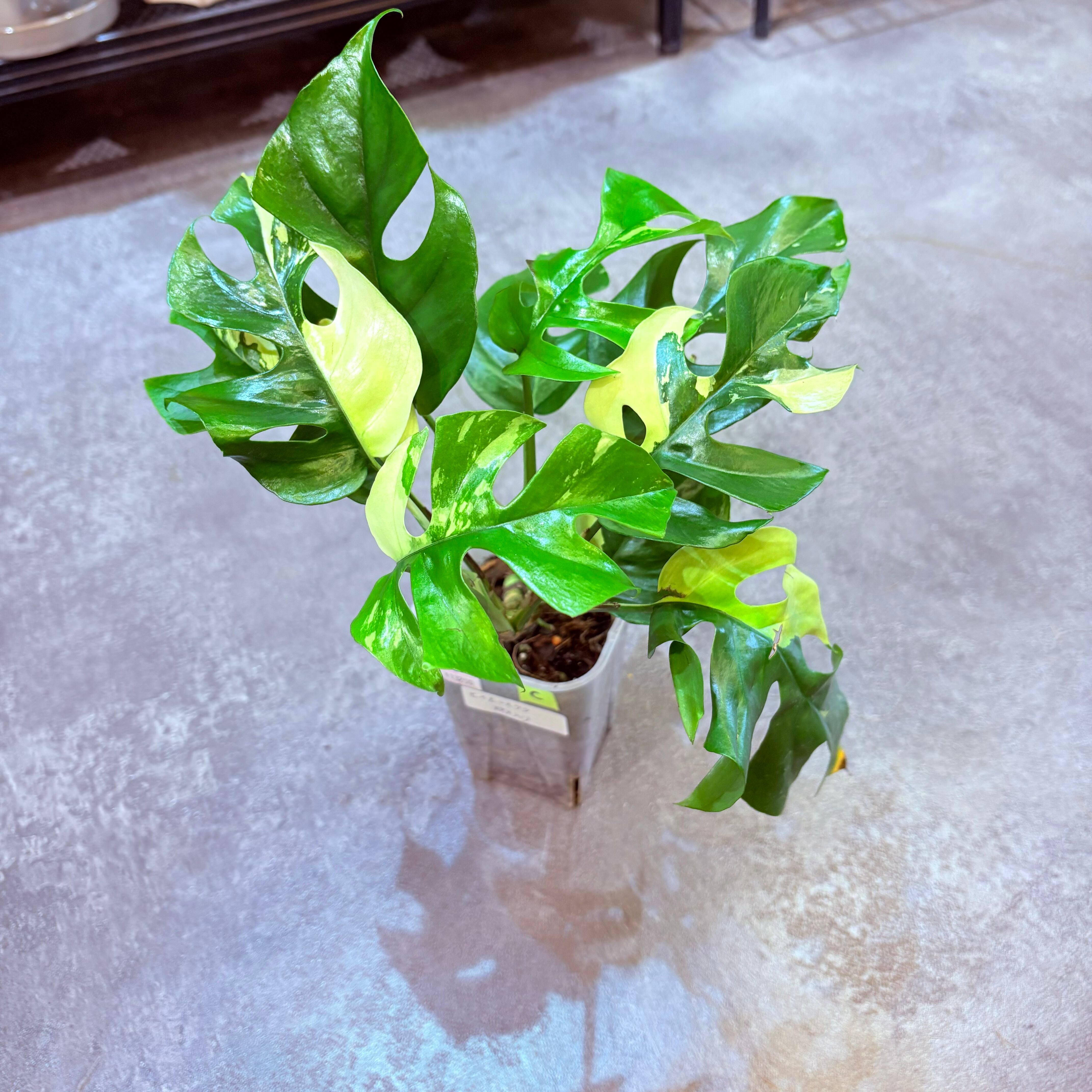 モンステラ3 斑入り クリームブリュレ デリシオーサ 葉付きトップ 発根