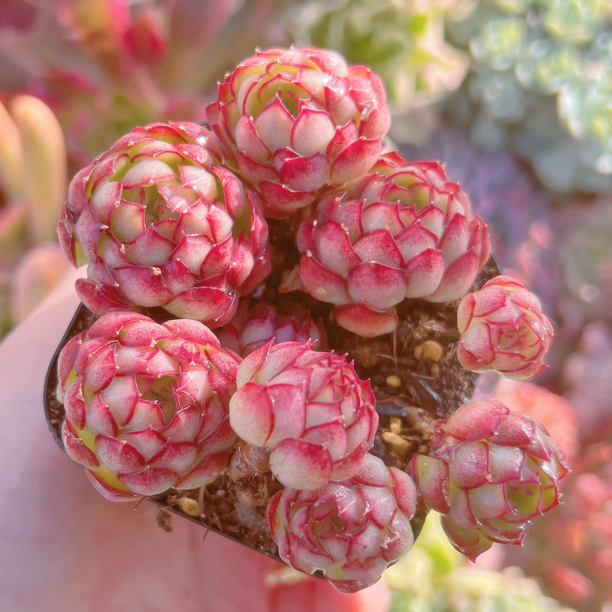 現品　ドリームローズ#2199　るる農園