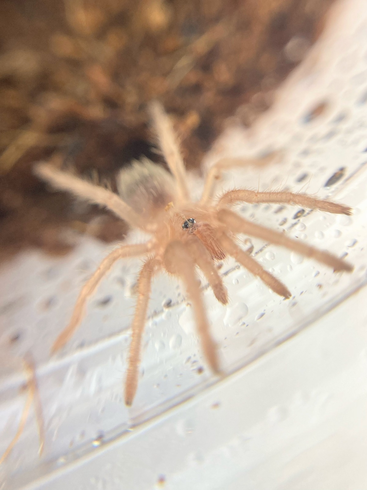 カーリーヘアー Tliltocatl albopilosus 1匹 | まるころ商店〜まるく 