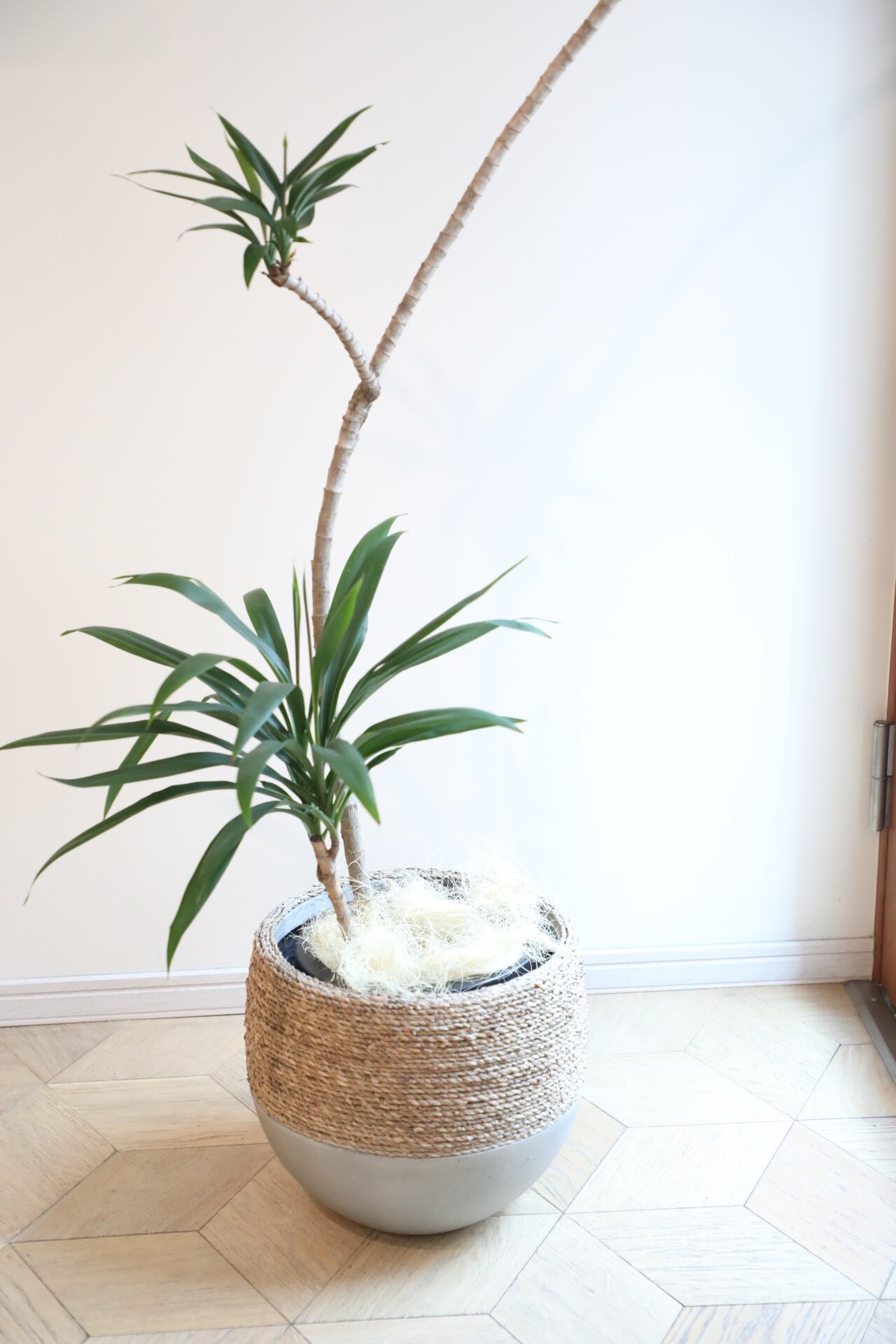 渋谷区周辺エリア/配送料無料】【L】コルジリネ ストリクタ 曲げ木