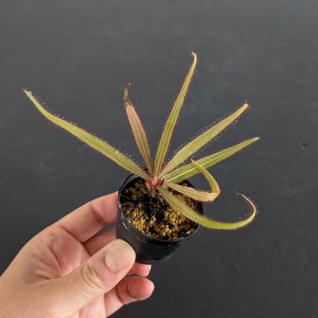 ドロセラ アデラエ Drosera adelae （モウセンゴケ）【食虫植物】　苔テラリウム作製用素材