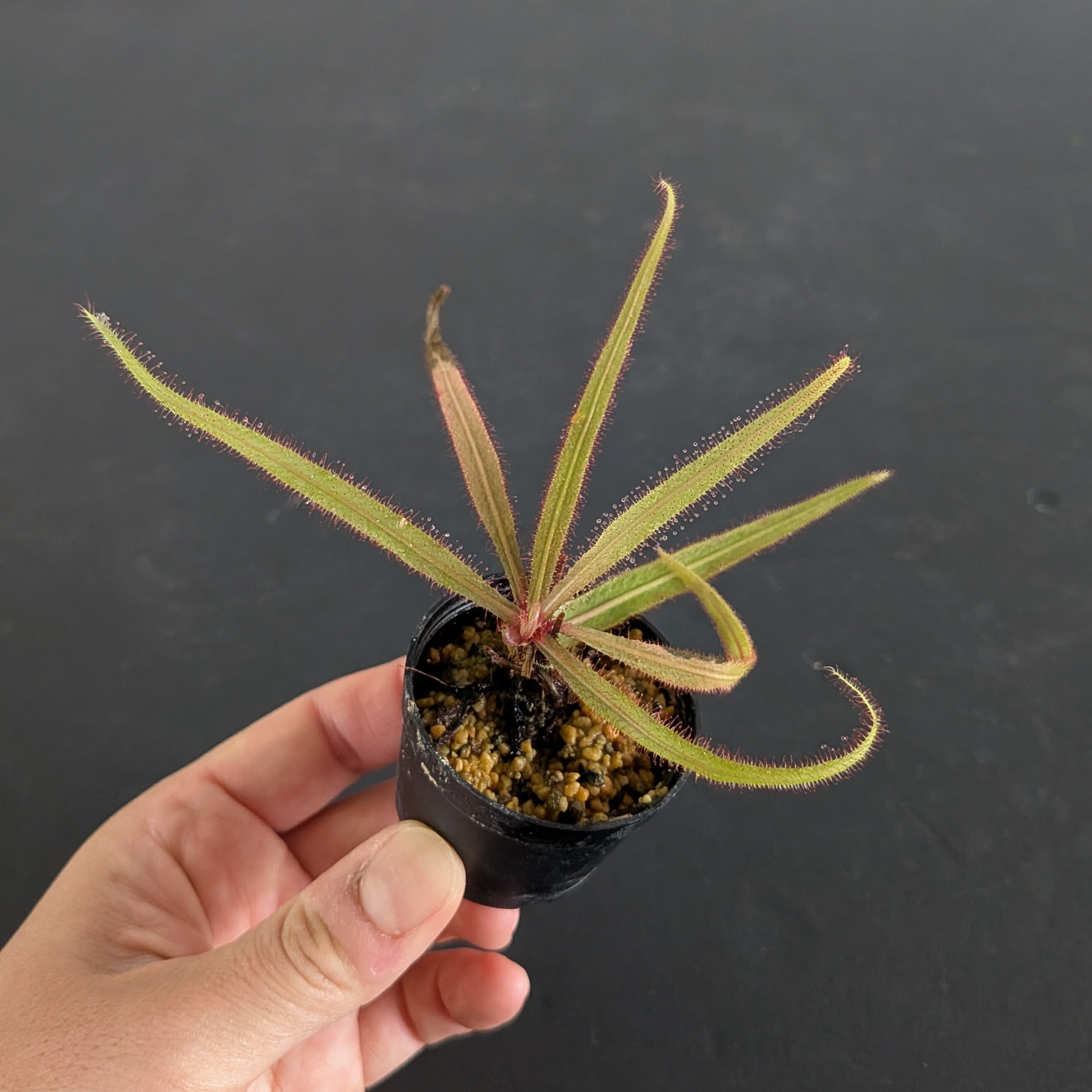 ドロセラ アデラエ Drosera adelae (モウセンゴケ)【食虫植物】 苔テラリウム作製用素材