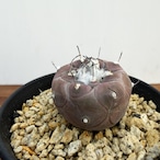 Turbinicarpus jauernigii【ツルビニカルプス・ハウエルニギー】