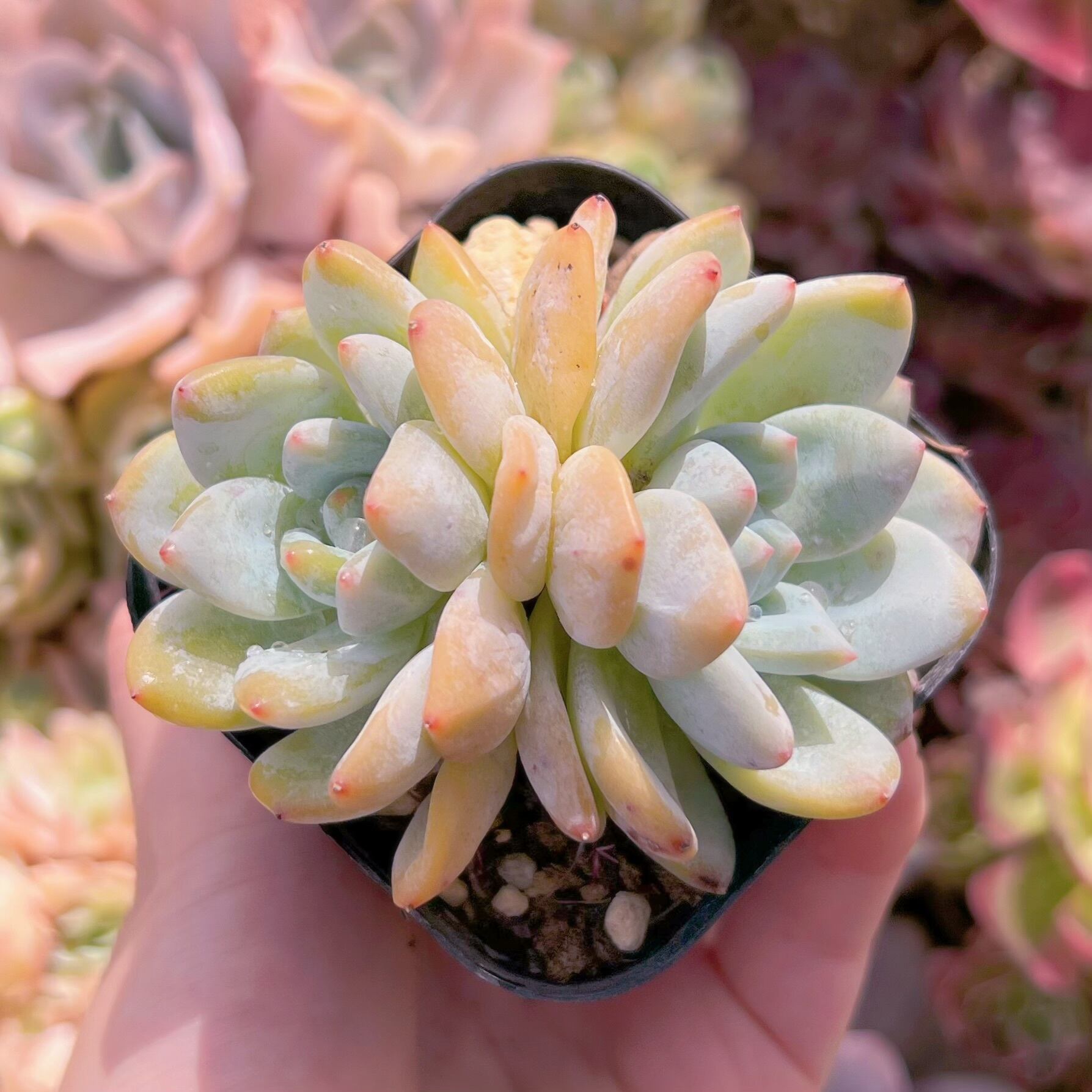 現品　ラウイx冷香#874　群生　るる農園