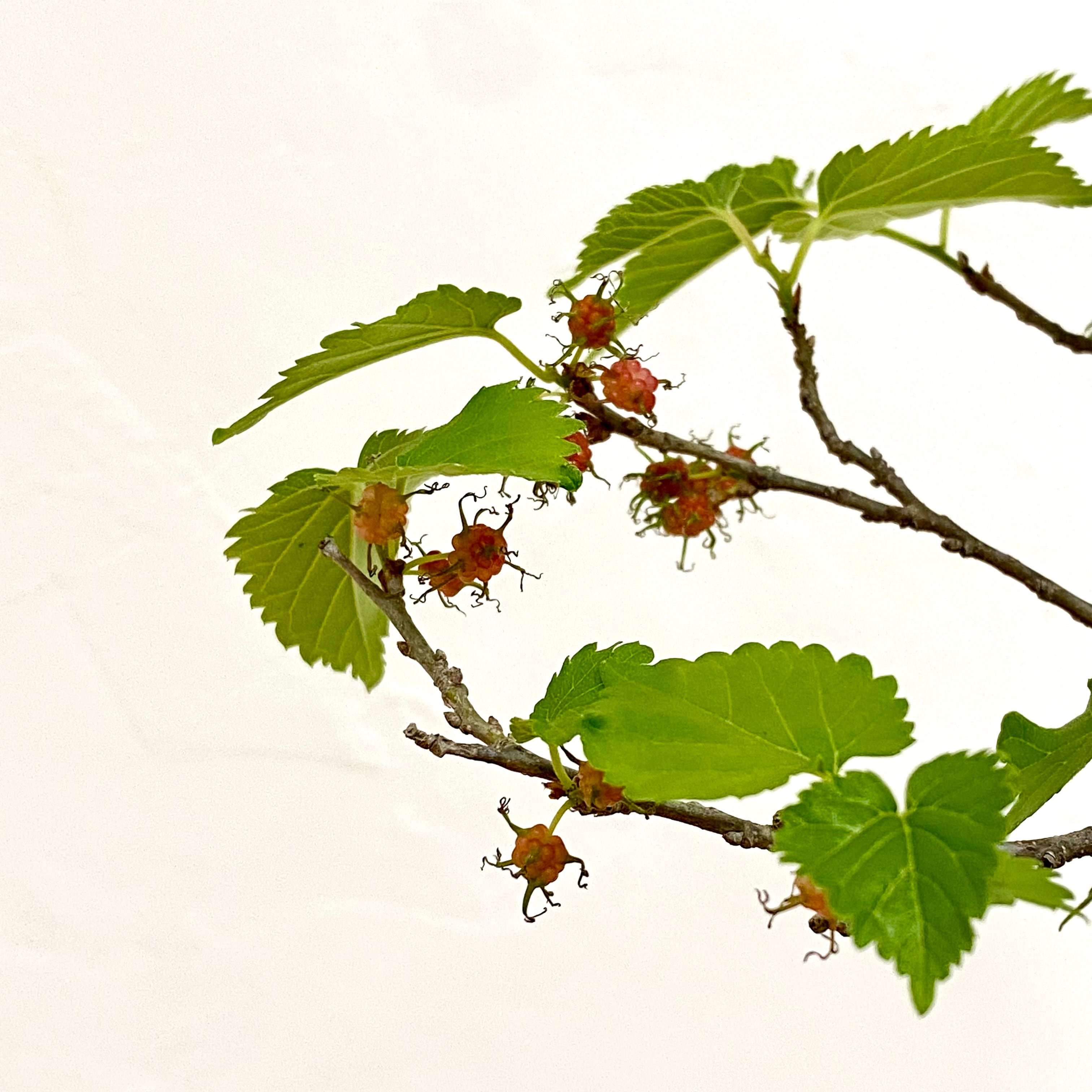 桑（クワ）の盆栽｜高さ 約31cm 幅25cm | BONSAI Labo ウェブショップ