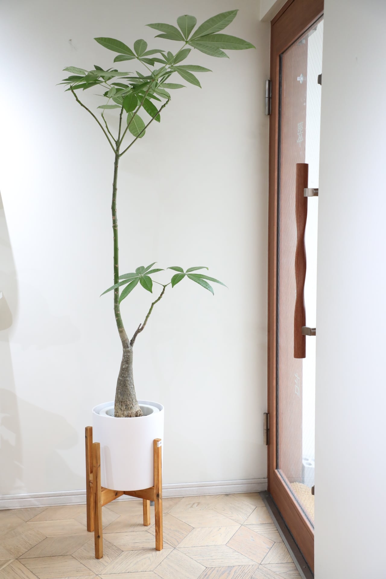 L/150cm】パキラ/Pachira glabra | 【厳選植物・器】MIDORI DOUMEI 翠
