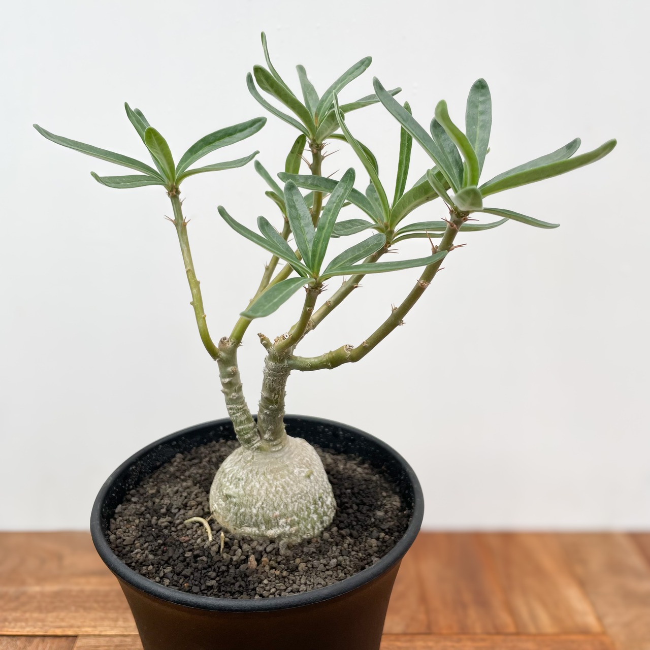 Pachypodium succulentum 【パキポディウム・サキュレンタム】