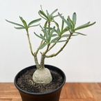 Pachypodium succulentum 【パキポディウム・サキュレンタム】