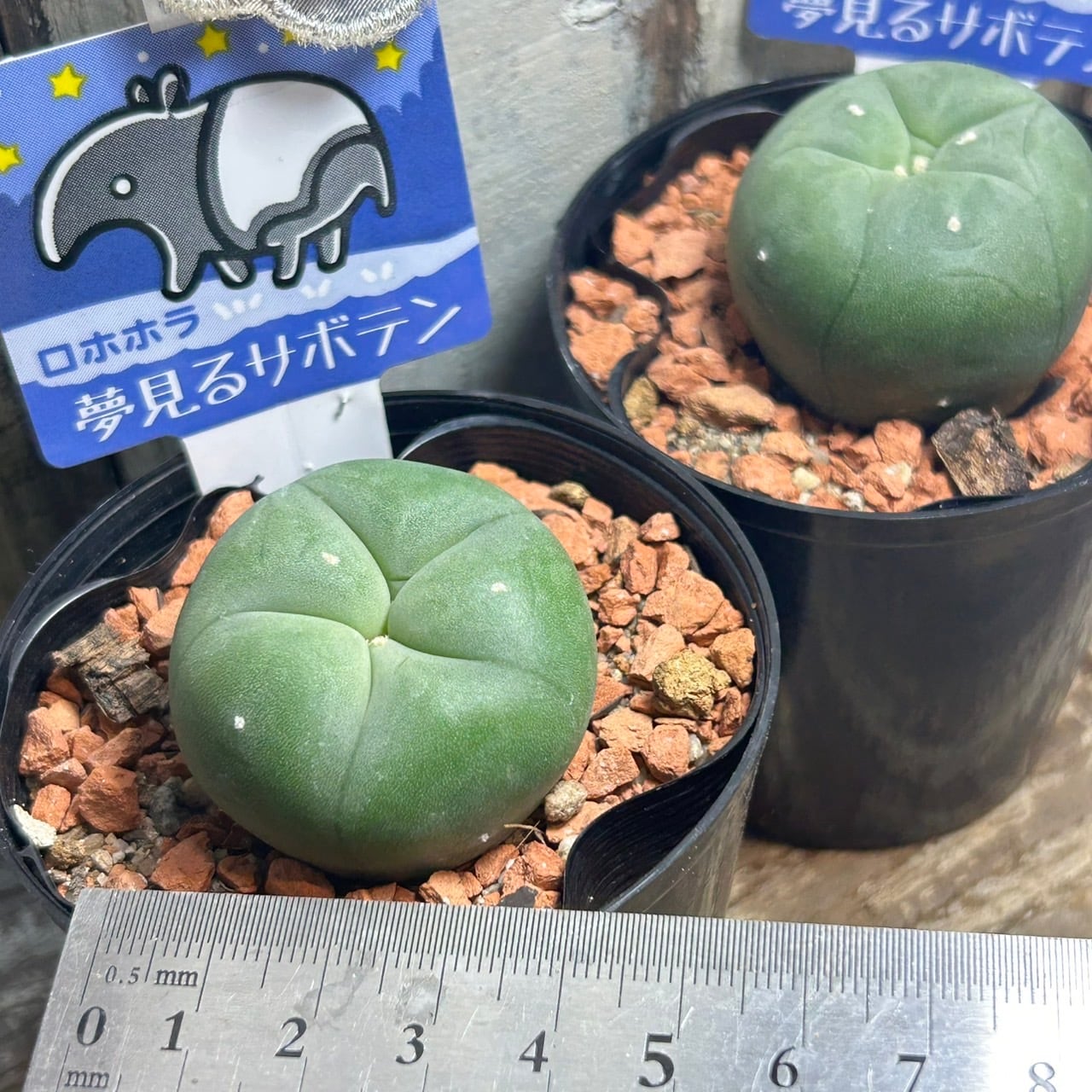 とげなしサボテン ロホホラ | RuPo 多肉植物専門店