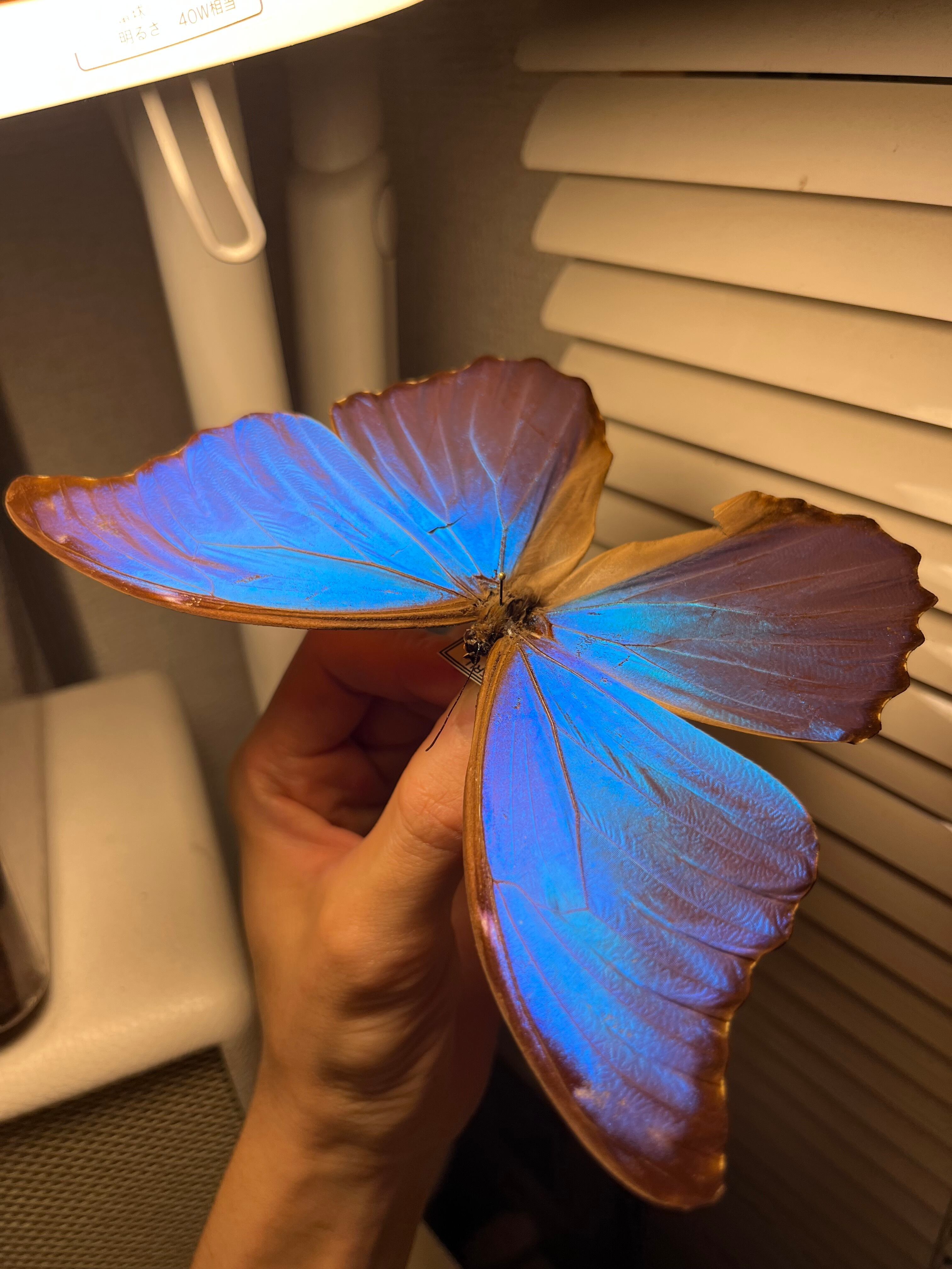 ディディウスモルフォ蝶 蛾ピカソモスモルフォチョウMorpho昆虫標本