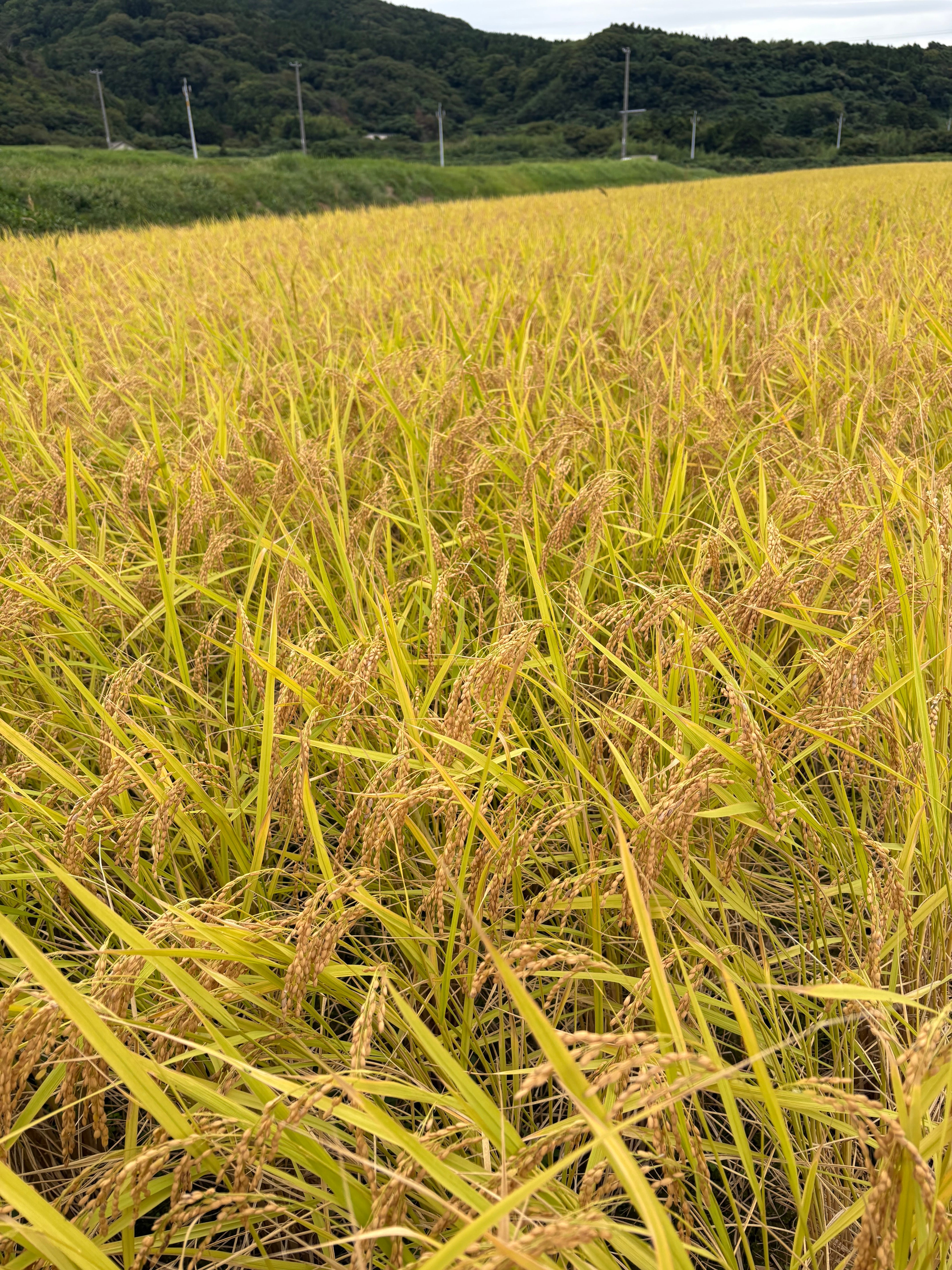 新米》令和7年産 佐渡産コシヒカリ『5割減減特別栽培米』30kg 玄米