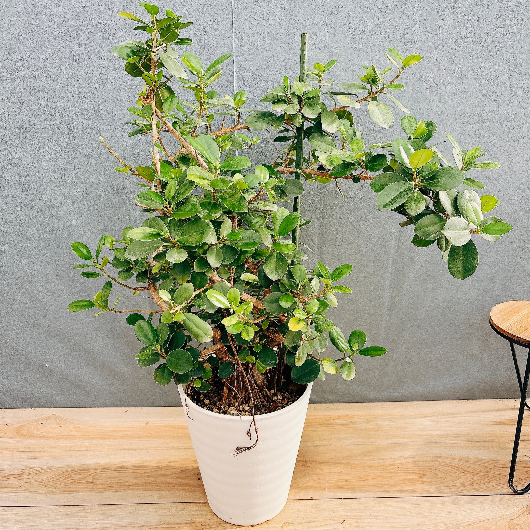 ［現品］【希少】A32 パンダガジュマル　盆栽仕立て　8号　観葉植物　室内　レア 現品］【希少】A32 パンダガジュマル 盆栽仕立て 8号 観葉植物 室内