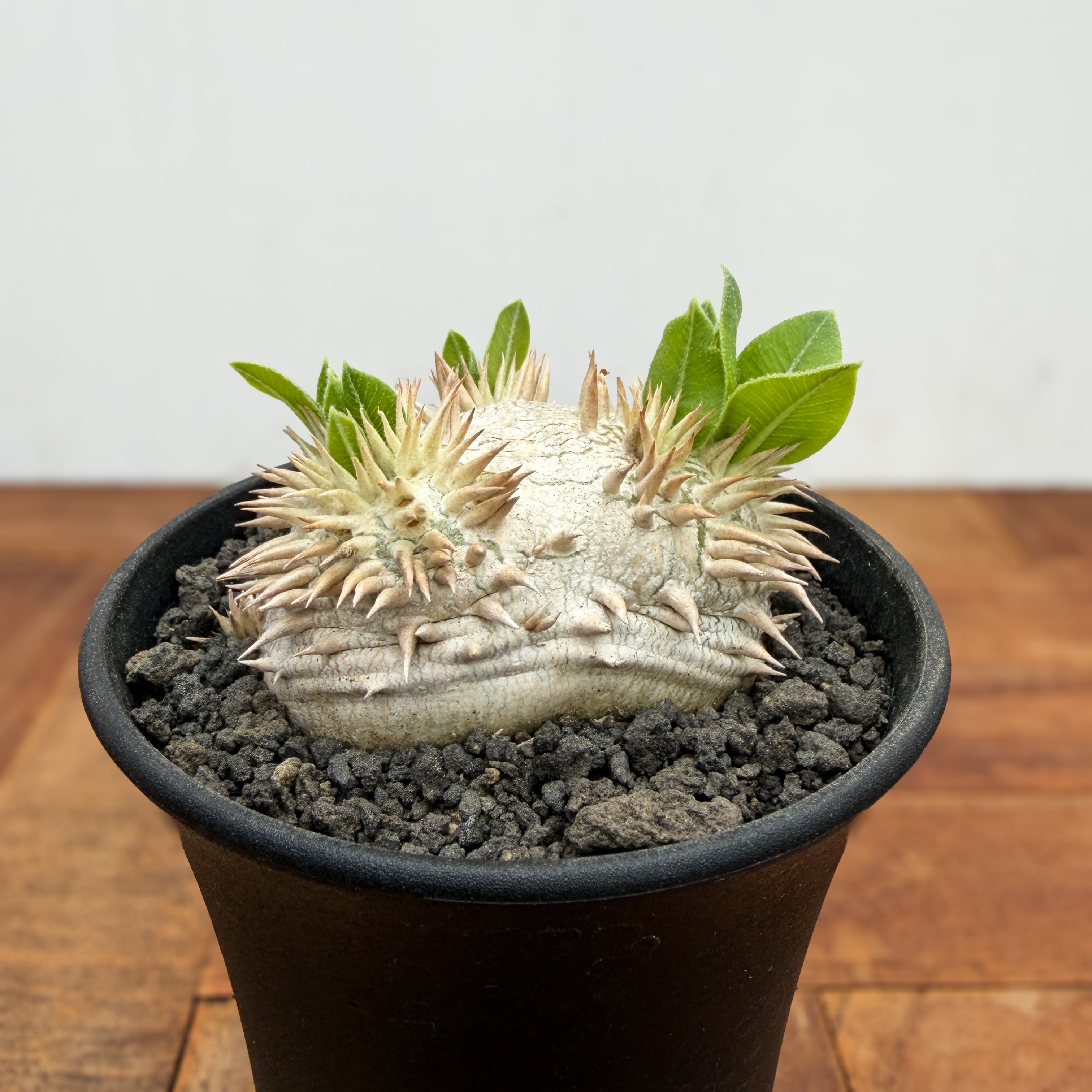 Pachypodium brevicaule ssp . Leucoxanthum【パキポディウム
