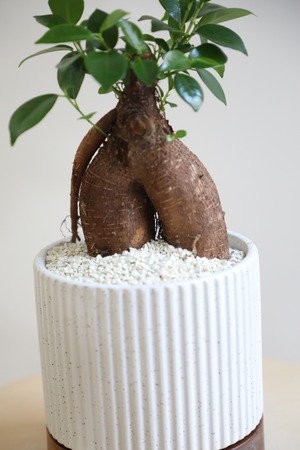 【S】ガジュマル/Ficus microcarpa