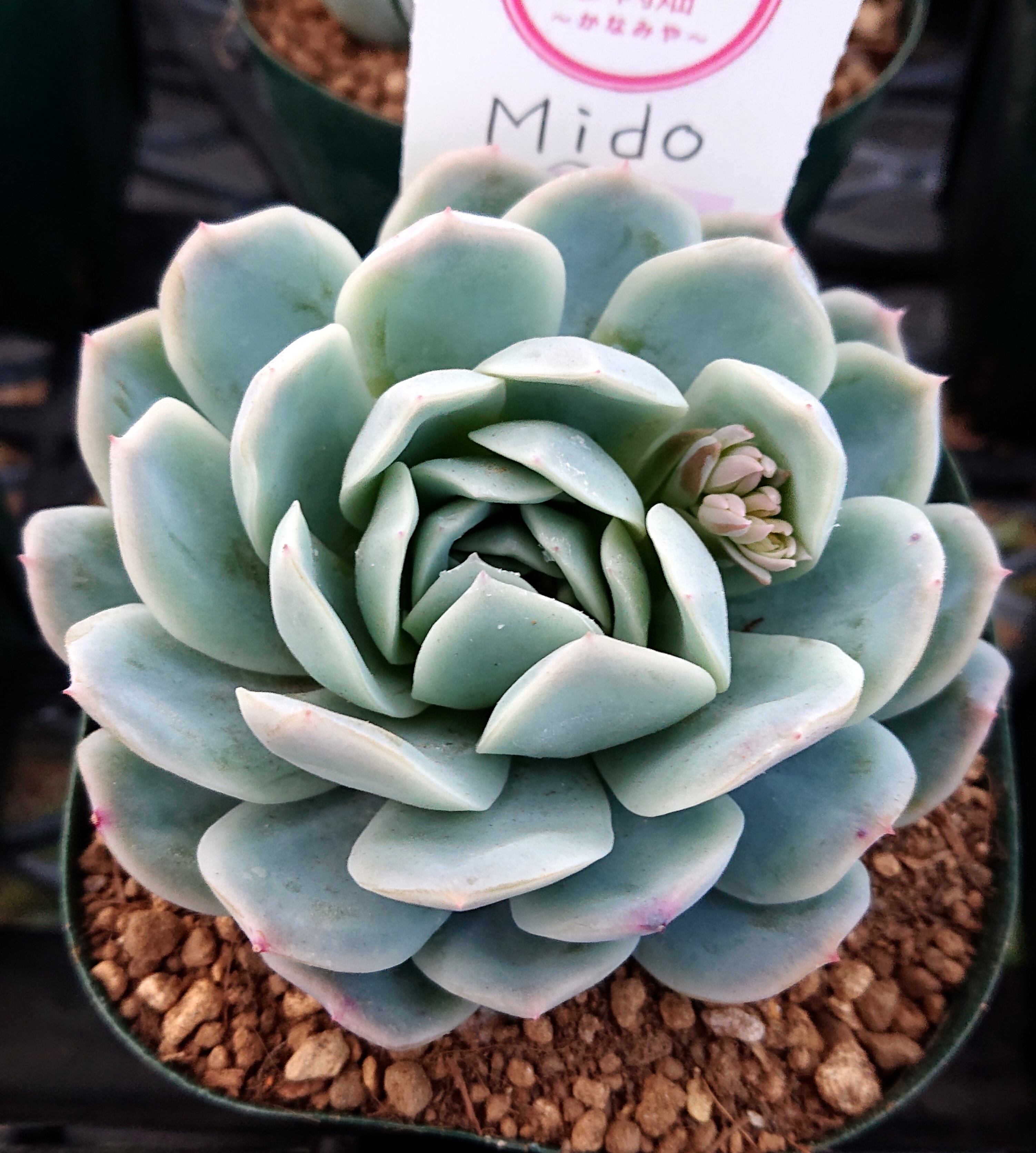 多肉植物～Mido～