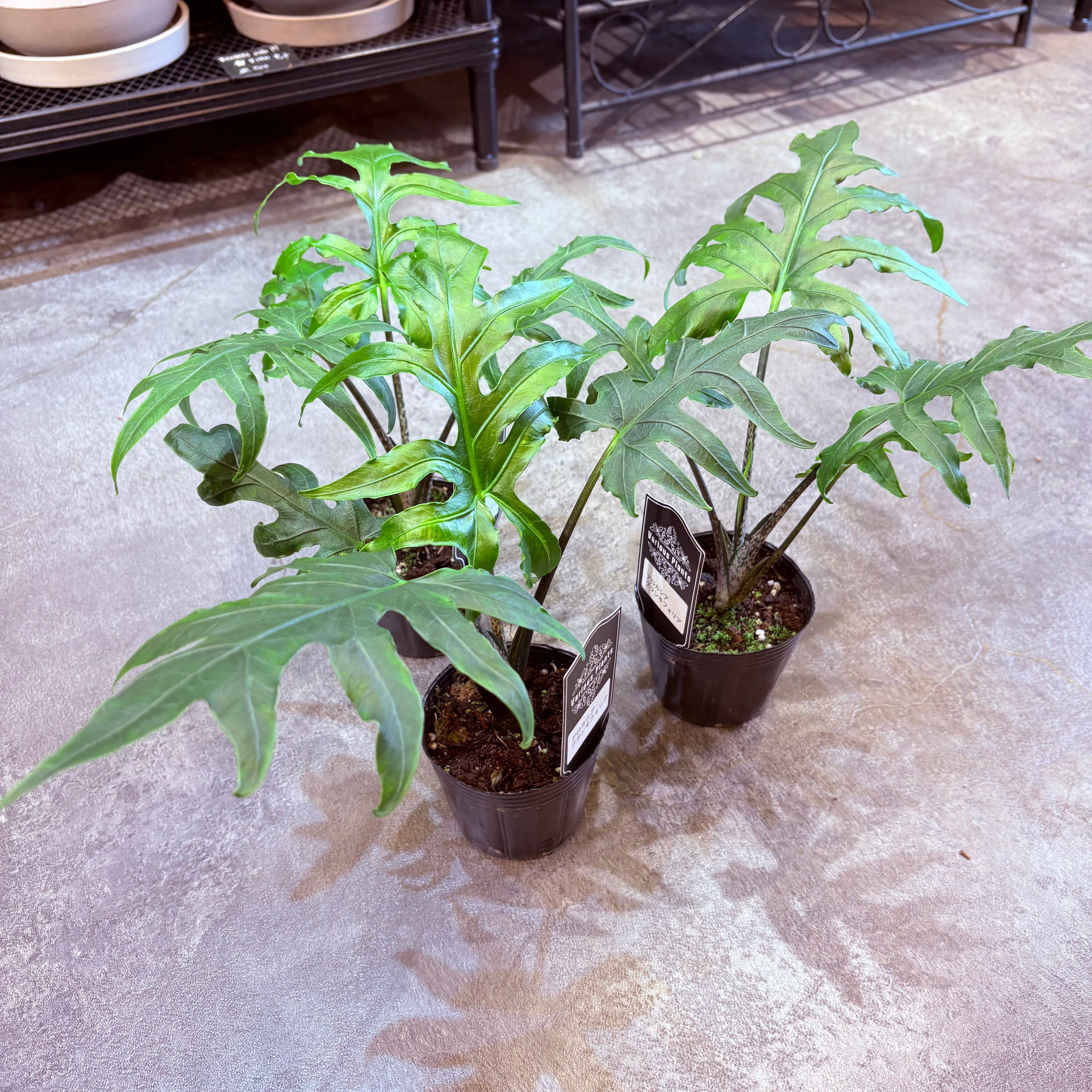 アロカシア ブランキフォリア 3号 | Green Vibes 宇都宮市の観葉植物専門店