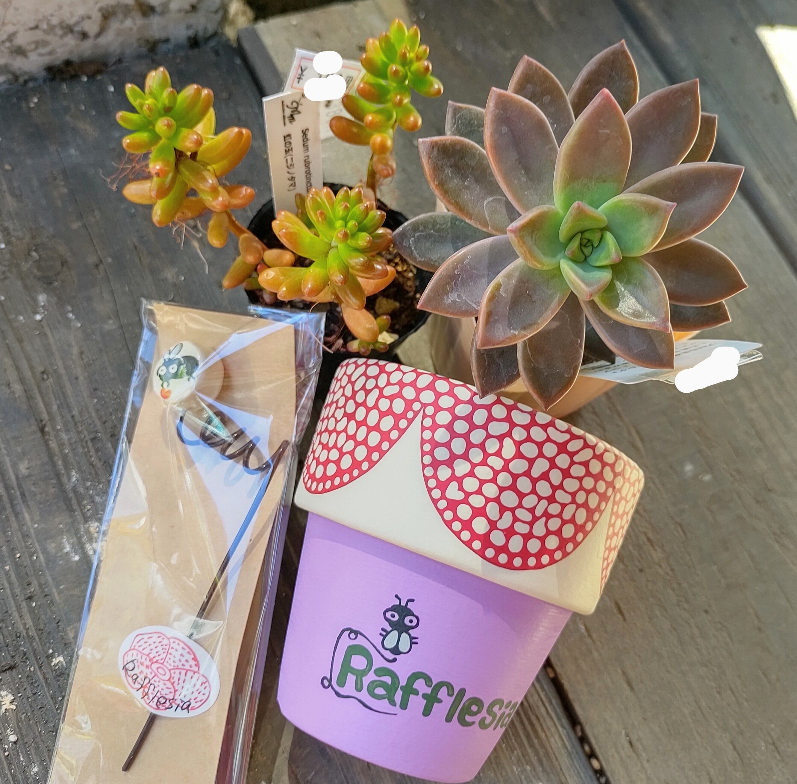 kanaさんラフレシア鉢(紫)と多肉セット | RuPo 多肉植物専門店