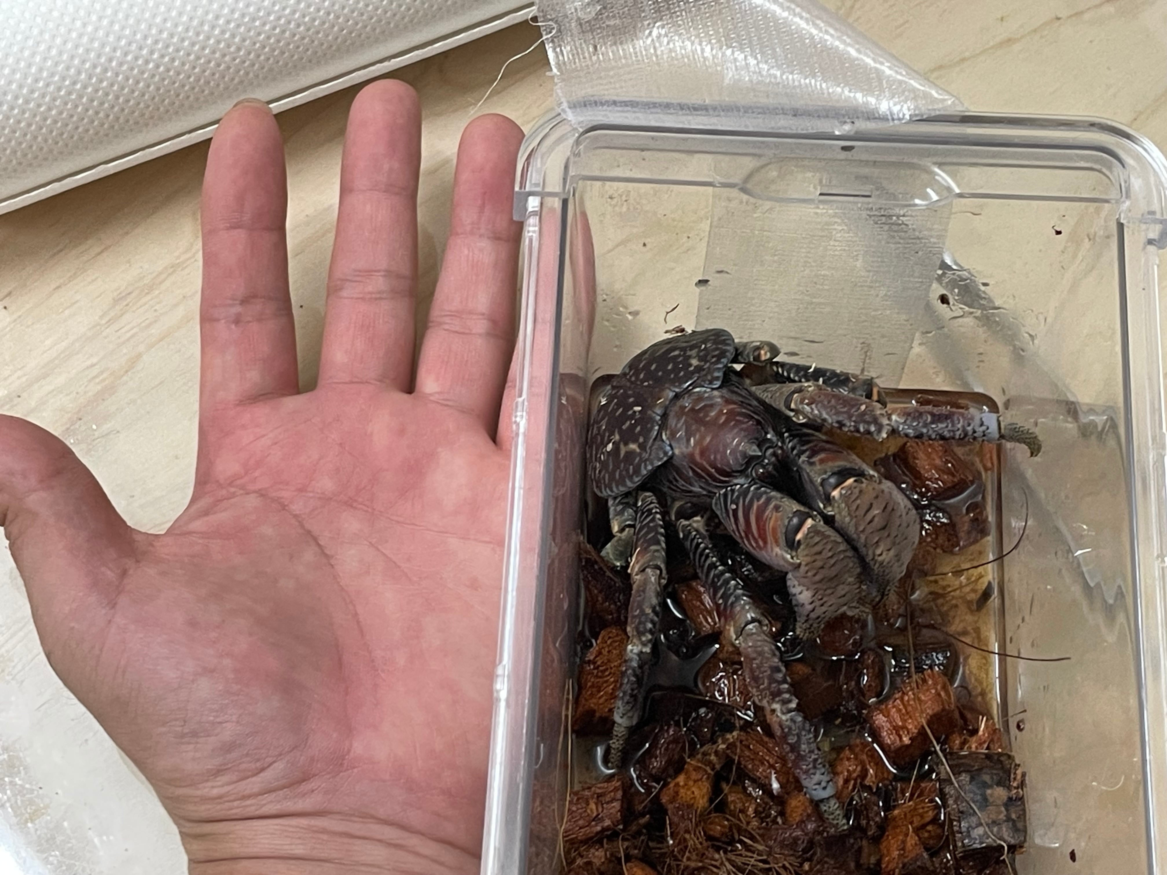 ヤシガニSサイズ | 奇蟲・昆虫・甲殻類販売 crab dear