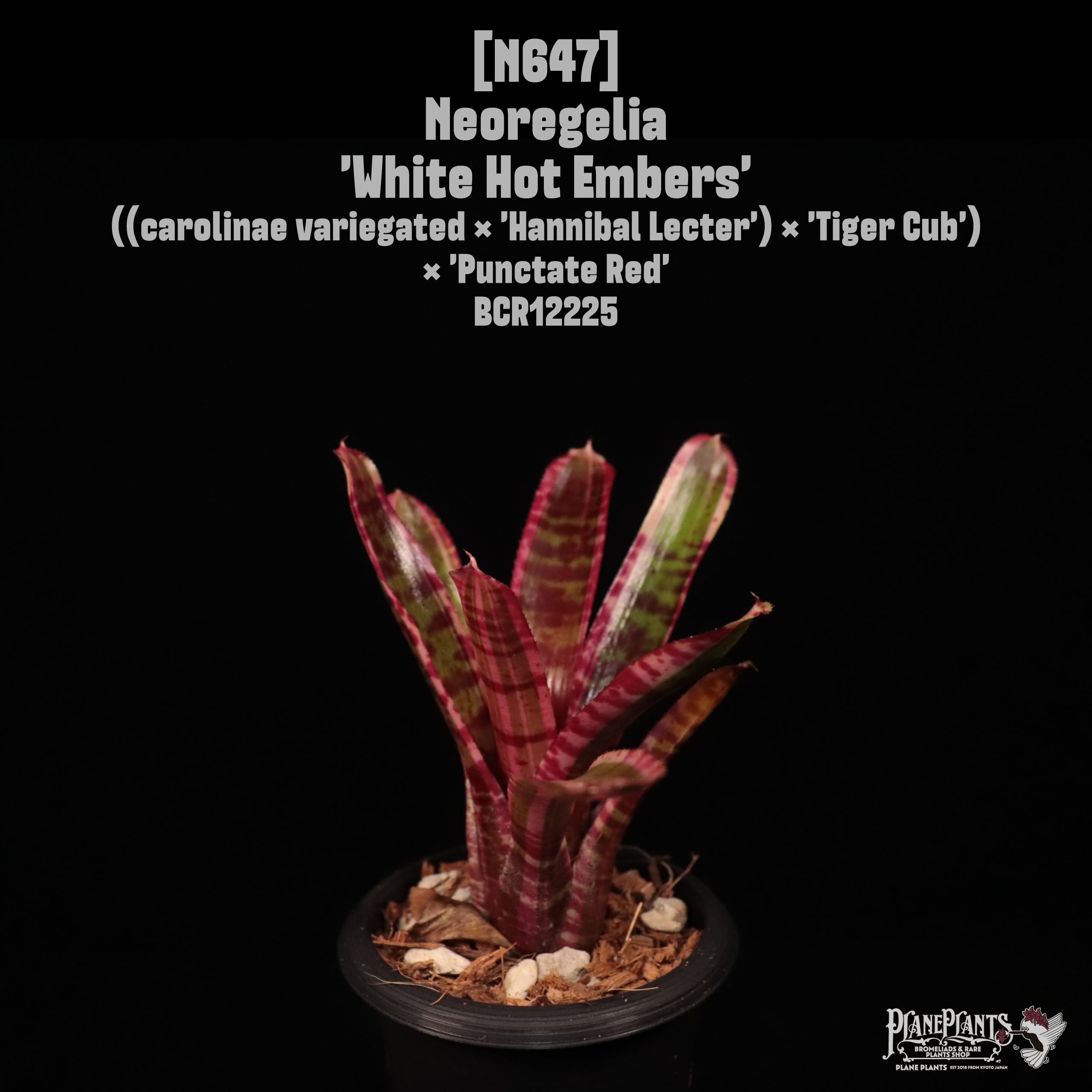 【送料無料】Neoregelia 'White Hot Embers'〔ネオレゲリア〕現品発送N647