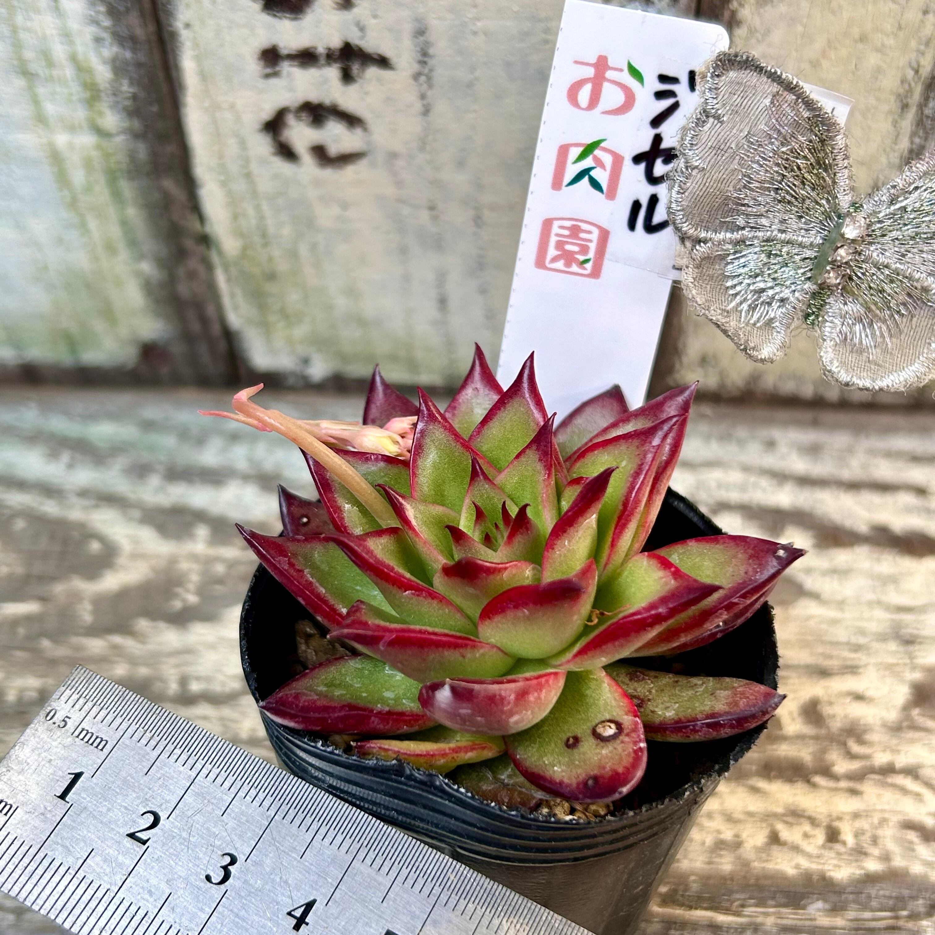 ジゼル | RuPo 多肉植物専門店 ジゼル | RuPo 多肉植物専門店