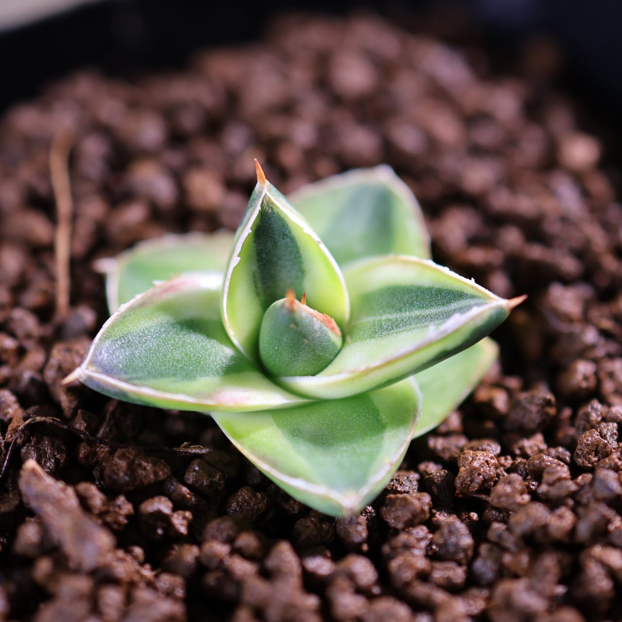 405 再入荷！『アガベ フィリフェラ コンパクタピンキー』観葉植物