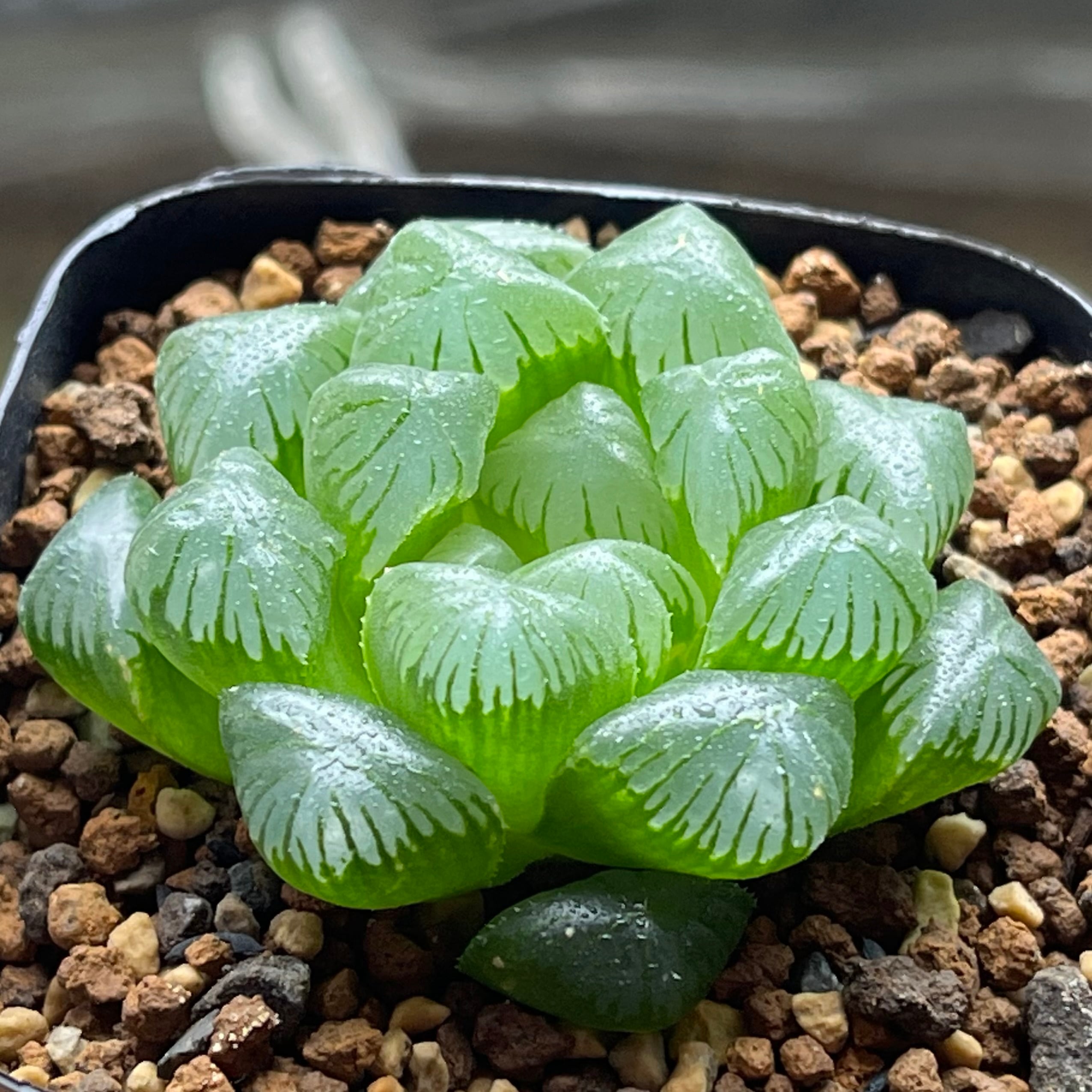 ハオルチア 火鳳凰錦 | mocono_plants