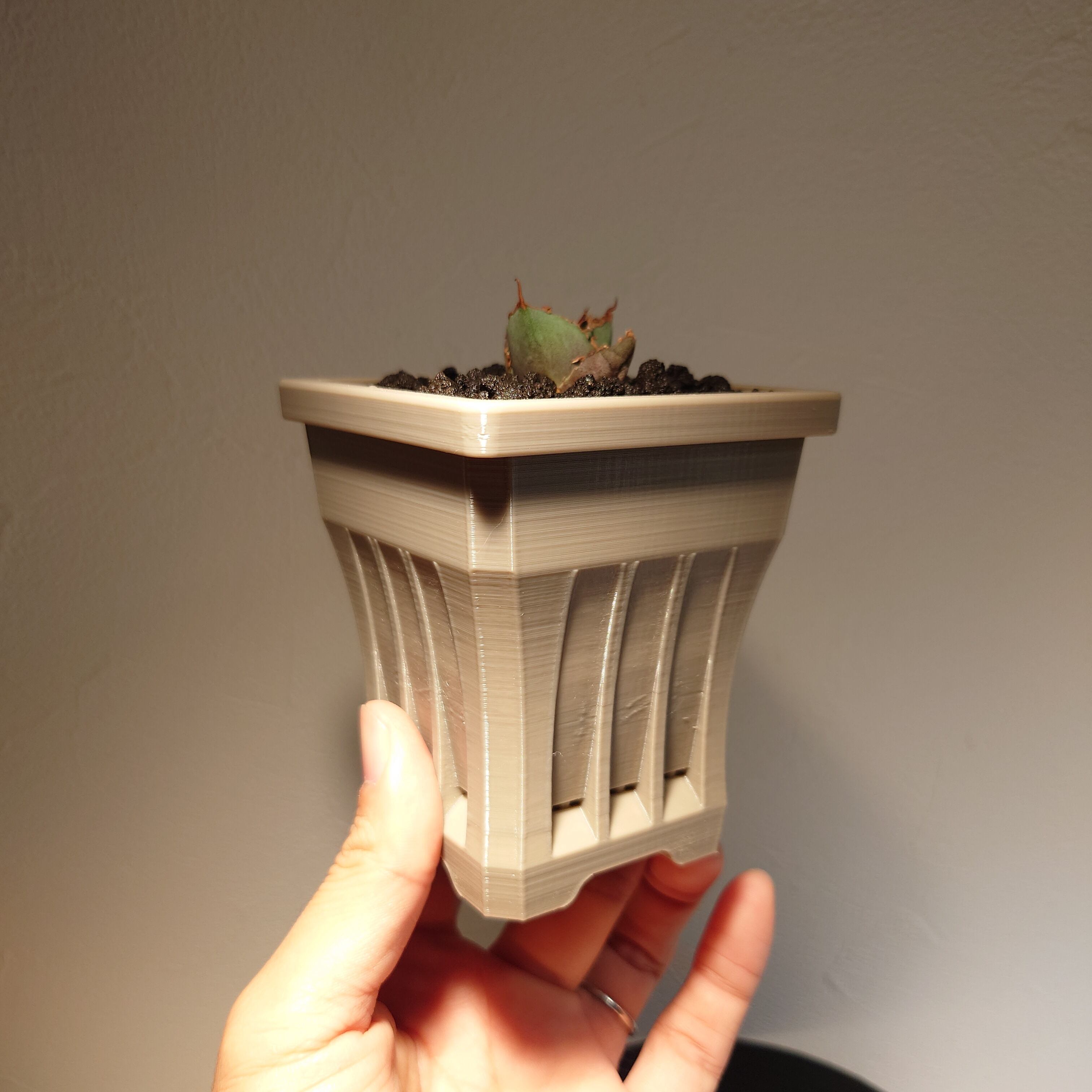 アガベ オテロイ実生 選抜株の子株 | orange8plants 〜作家鉢〜