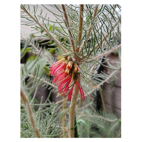 Calothamnus quadrifidus