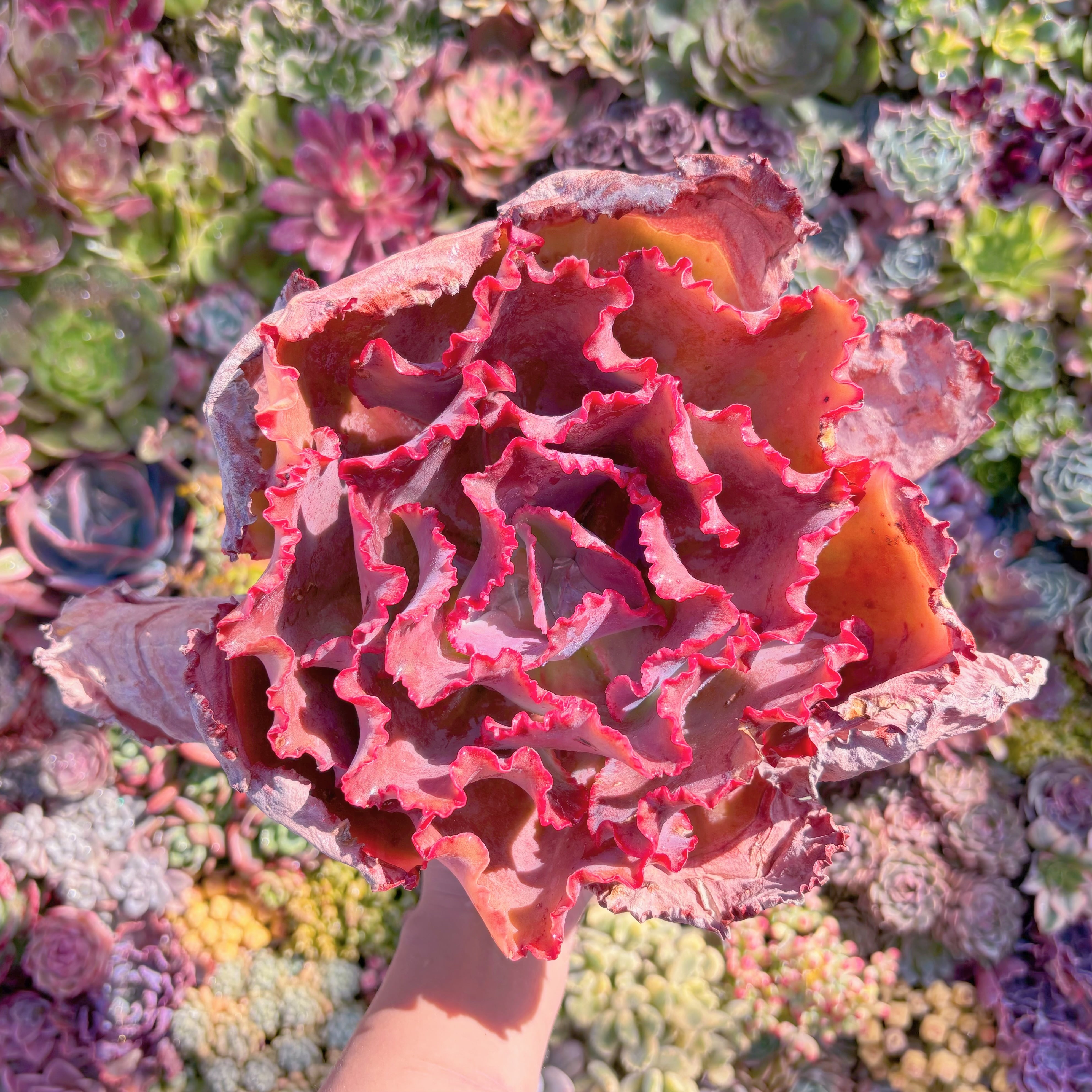 現品　ブルーローズ#826　特大苗　新入荷　るる農園