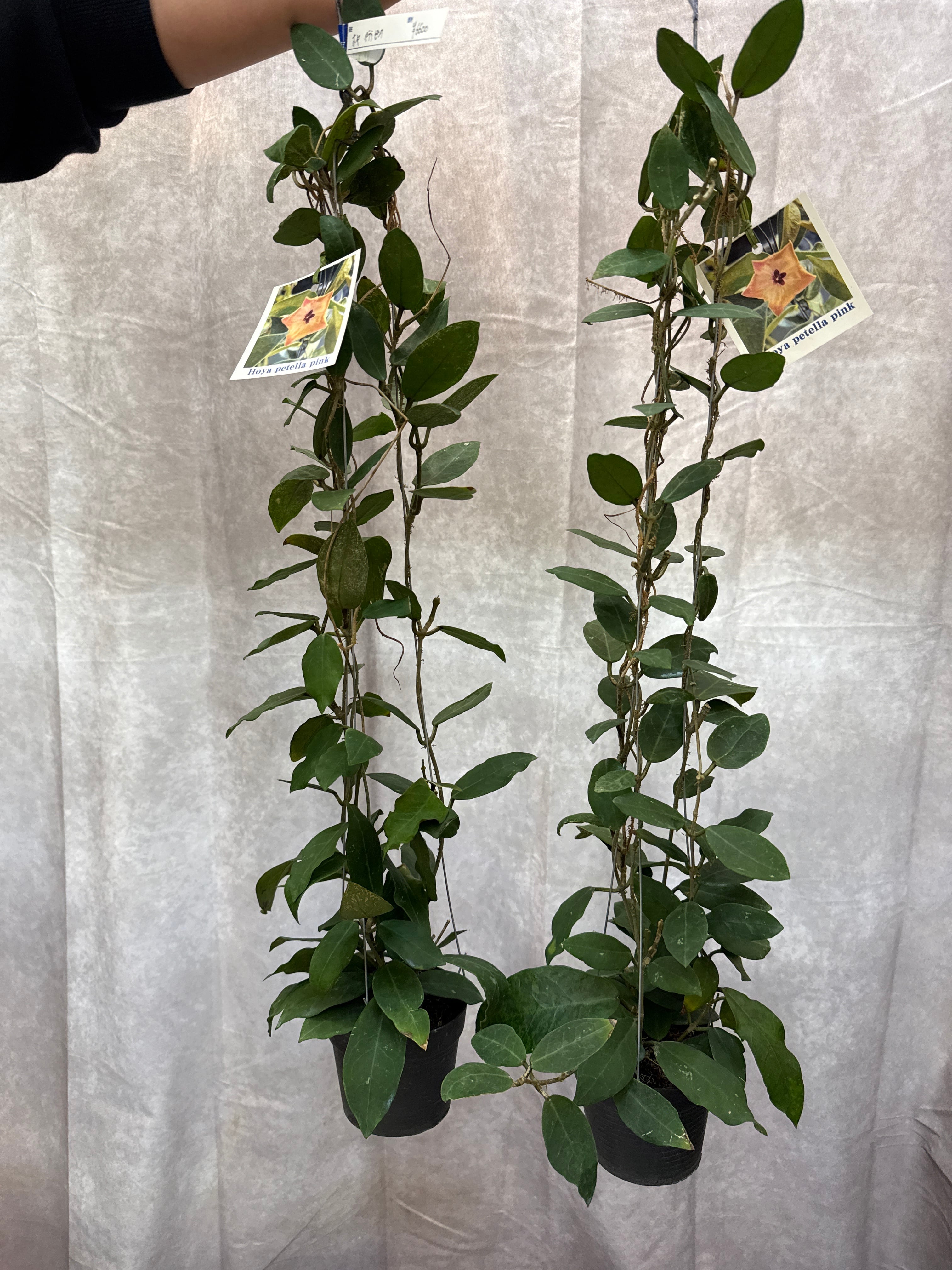 ホヤ ペテラ 'pink' | Gardenえん 【観葉熱帯植物】